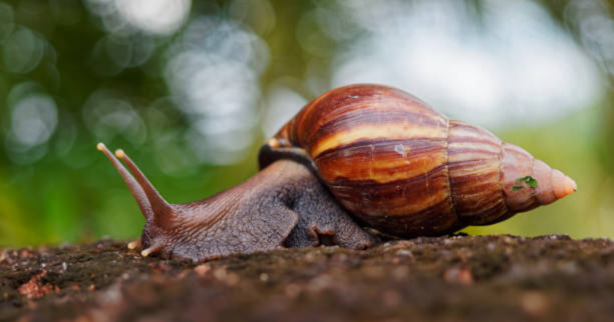 Giant African snails prompt quarantine in Florida