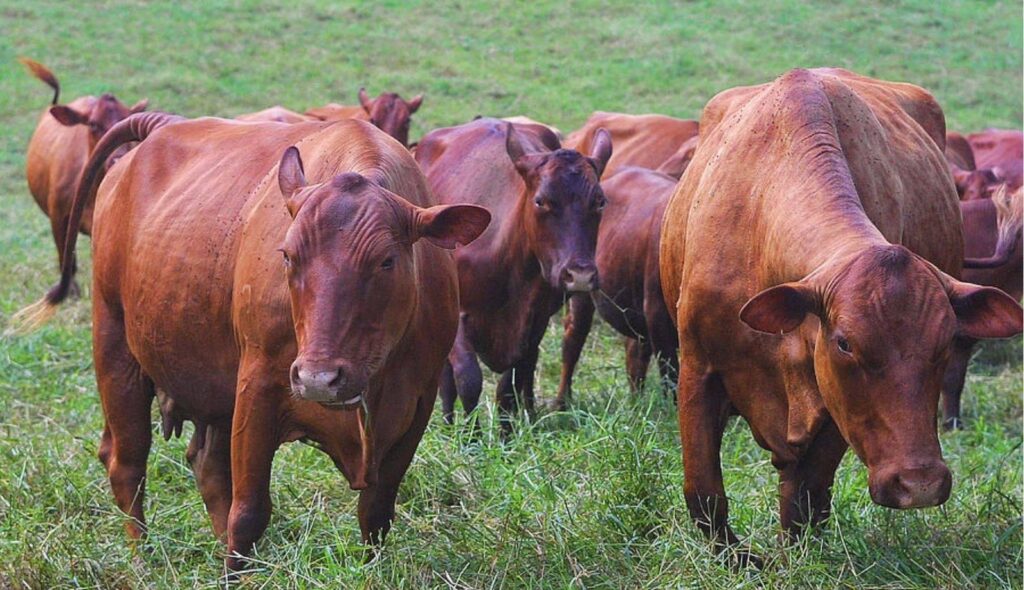 Jamaican Cattle Exported To The Cayman Islands